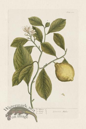 BEE 362 The Lemon-Tree